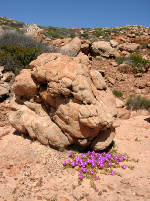 Fleur du rocher